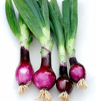 Pink Onion - Heirloom, Non - Gmo Seeds