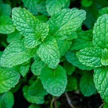 Lemon Balm Mint Seeds Scientific Name Placeholder for planting in home garden