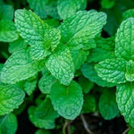 Lemon Balm Mint Seeds Scientific Name Placeholder for planting in home garden