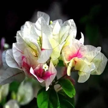 Mixed Bougainvillea Flower Planting Seeds for Garden NON GMO Seeds Dhara Seeds
