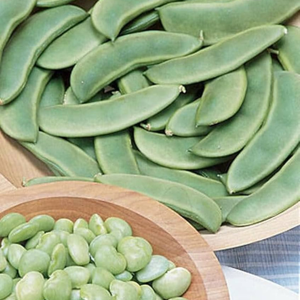 Bush Lima Bean Seeds for Planting