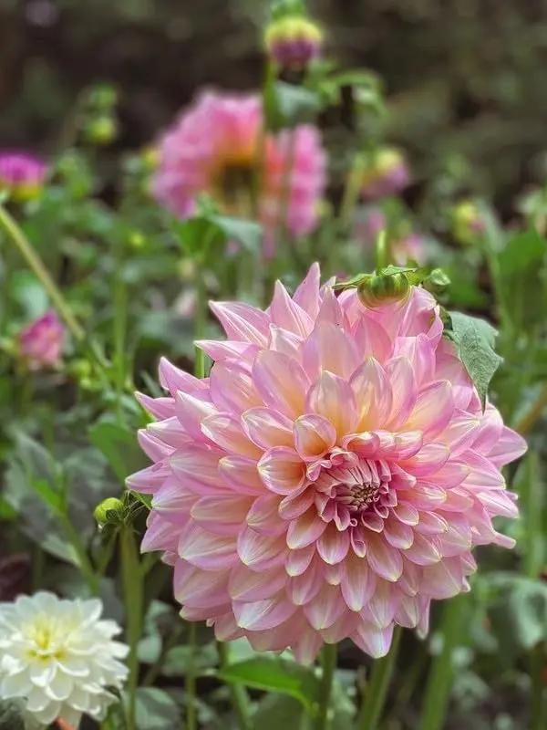 Heirloom Light Pink Dahlia Flower Seeds for Planting – Non-GMO, Stunning Blooming Flower Seeds Dhara Seeds