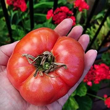 Huge Tomato Seeds for Planting, Red,