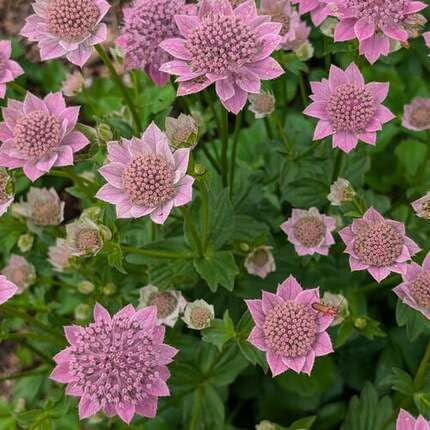 Pink Astrantia Flower - Heirloom, Non - Gmo Seeds