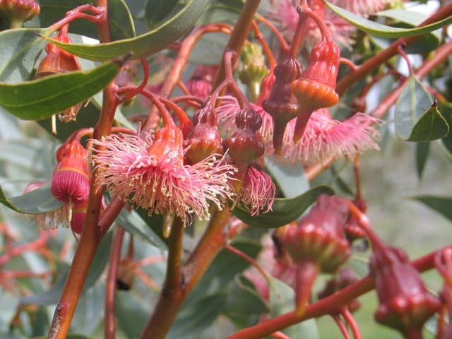 Red Eucalyptus Torquata - Heirloom, Non - Gmo Seeds