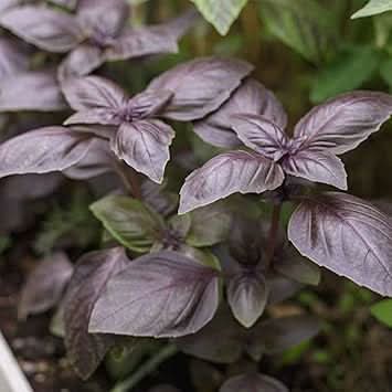 Basil Vegetable Seeds for Planting