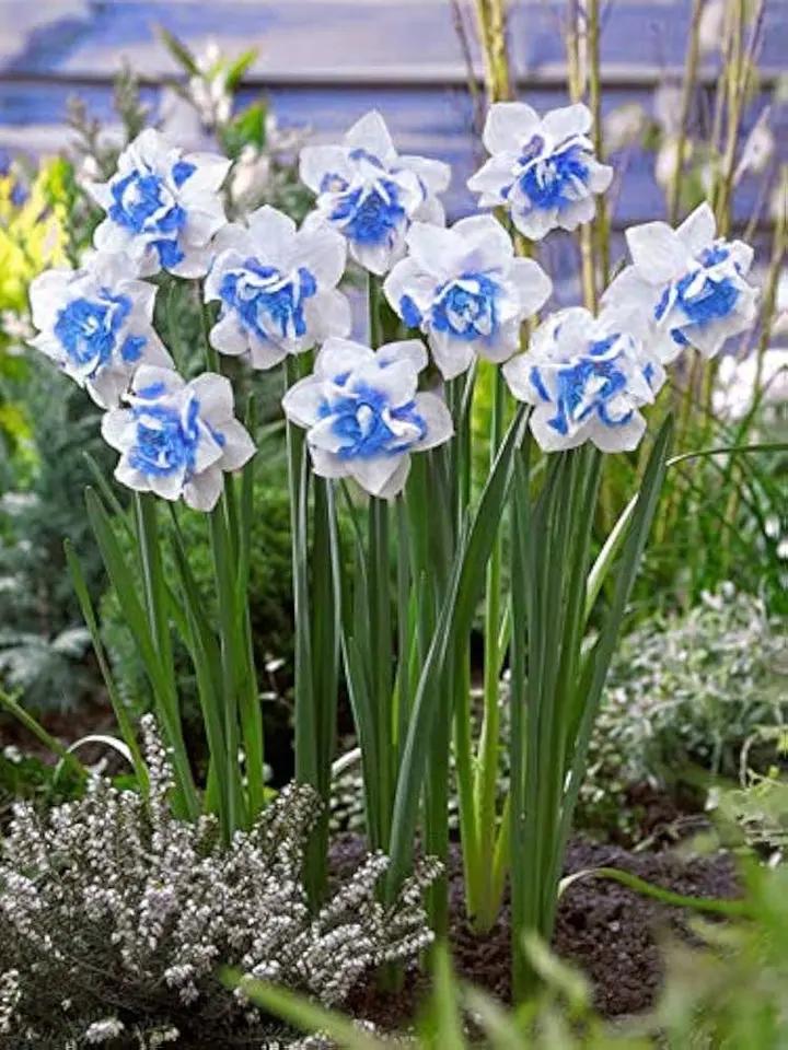 Narciso Flower Seeds for Planting - NON GMO Seeds Dhara Seeds