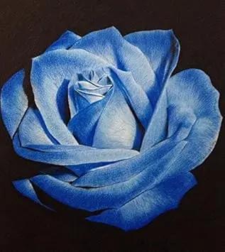 Light Blue Osiria Rose Plant Seeds for Planting Non-GMO Heirloom Garden Seeds for Growing Dhara Seeds