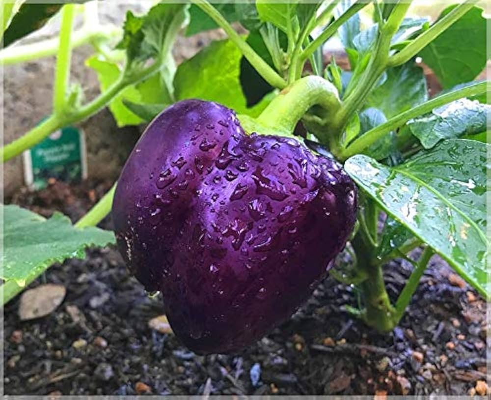 Purple Pepper Vegetable Seeds Capsicum annuum for Colorful Kitchen Garden Growing