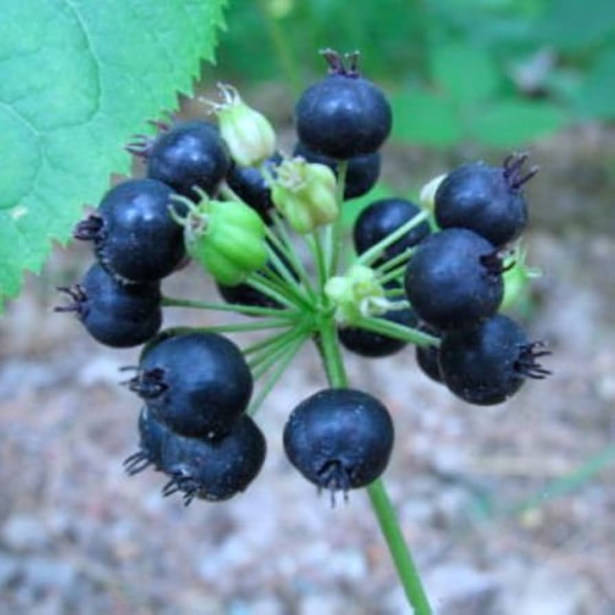 Black Sarsaparilla Plant Seeds –Heirloom & Non-GMO Seeds for planting – Fresh Herb for Your Garden