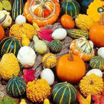 Ornamental Pumpkin Cucurbita pepo for planting in home garden