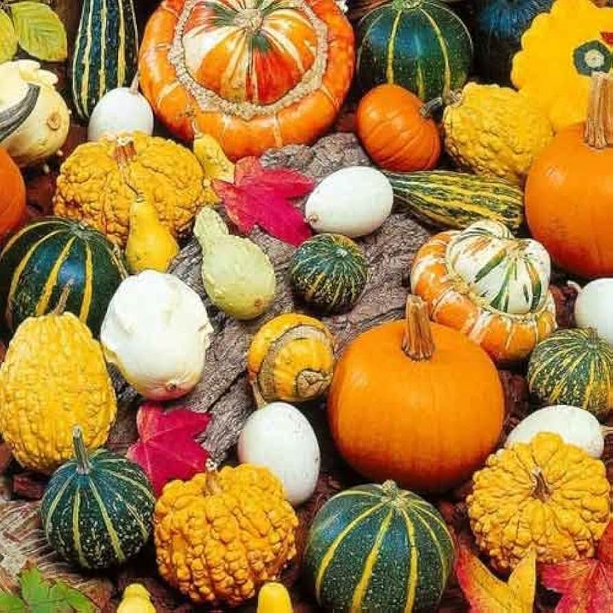 Ornamental Pumpkin Cucurbita pepo for planting in home garden