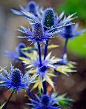 Eryngium Alpinum Plant Seeds for Planting - NON GMO Seeds for planting in home garden