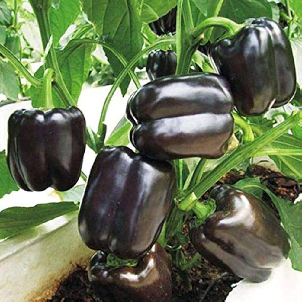 Pepper Seeds Capsicum for Planting in Vegetable Patch