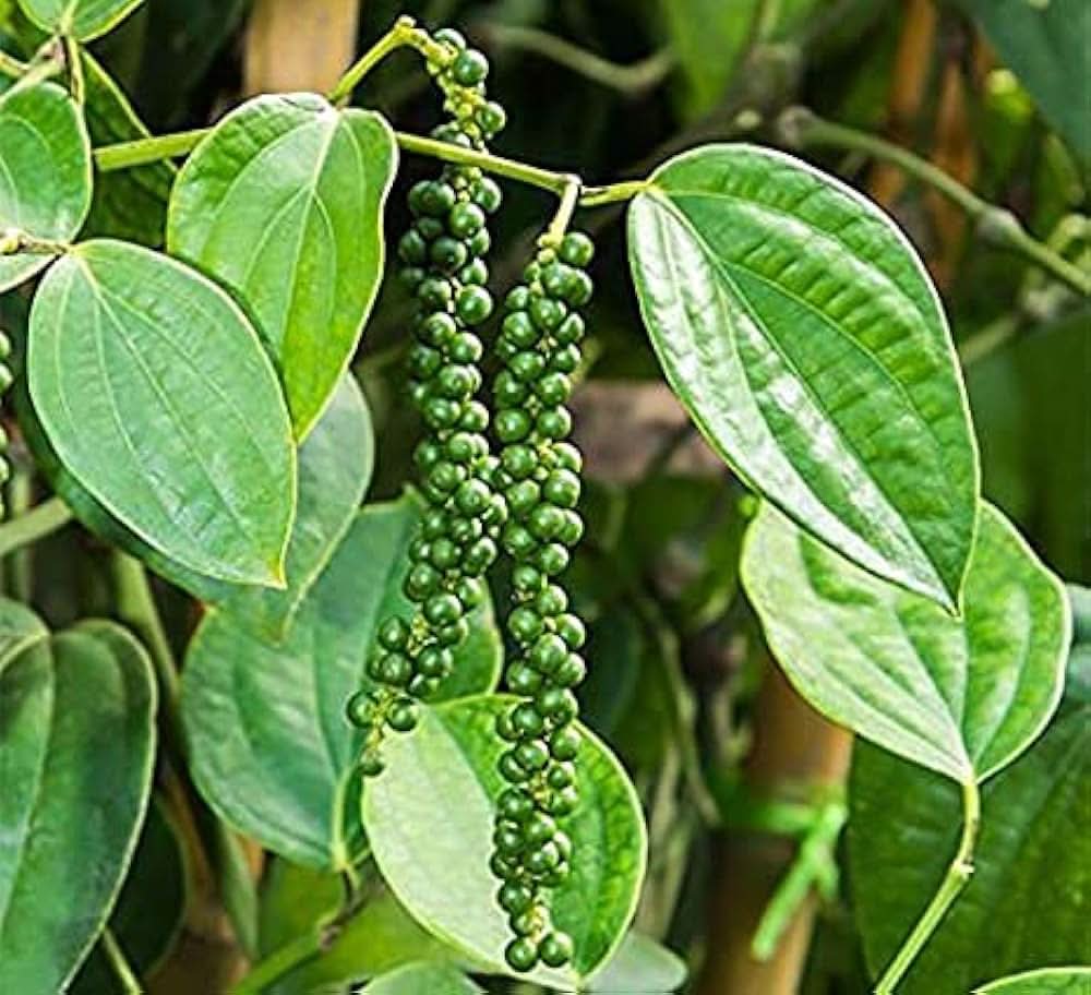 Green Piper Nigrum Plant Seeds - Pepper Plant Seeds- Heirloom & Non-GMO Seeds for planting Scientific Name Placeholder for planting in home garden