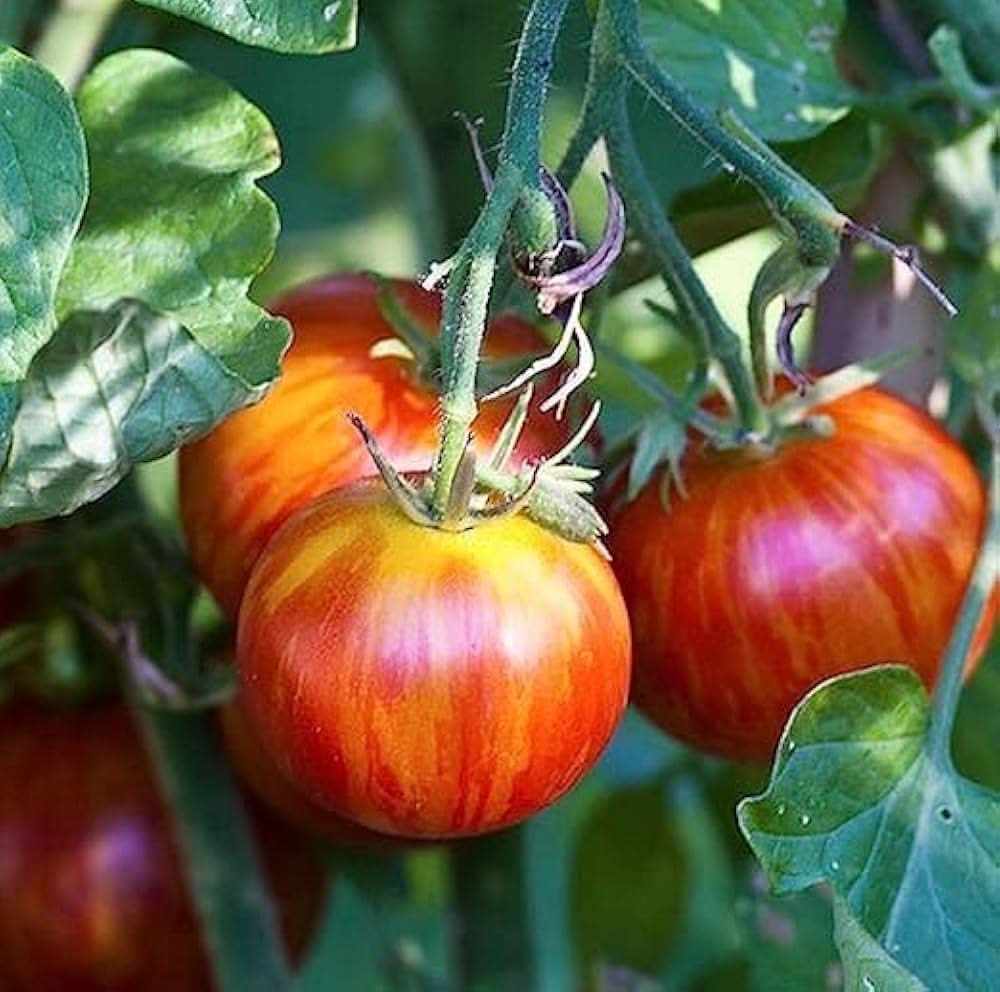 Tigerella Tomato Solanum lycopersicum seeds for garden planting