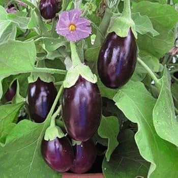 Floriculture Greens 'Big Gajraj' Eggplant Seeds for Home Gardening