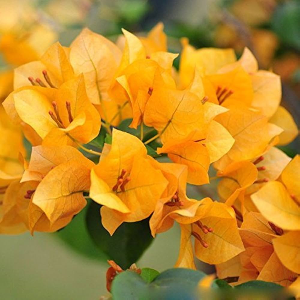 Yellow Bougainvillea Seeds for Planting – Organic, Heirloom, Non-GMO Flowers for planting in your garden.