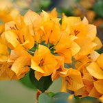 Bougainvillea Spectabilis Bougainvillea Spectabilis Seeds for planting in flower bed