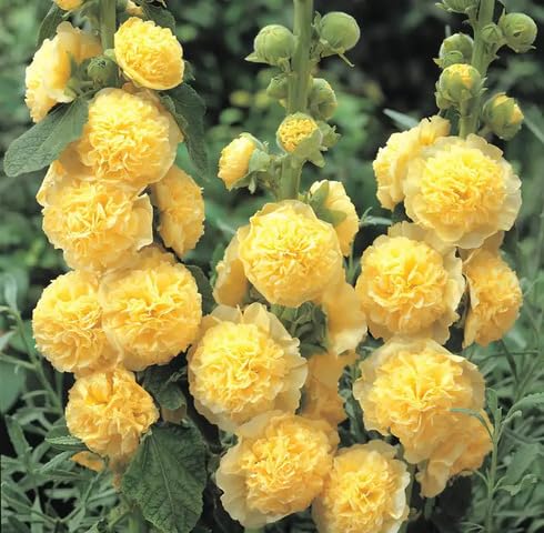 Yellow Hollyhock Flower - Heirloom, Non - Gmo Seeds