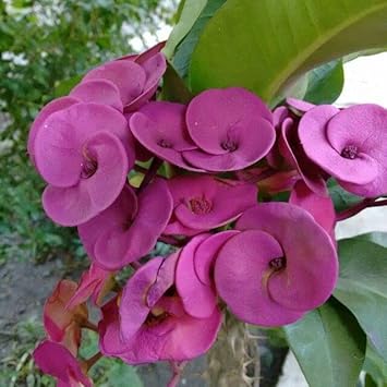 Heirloom Violet Euphorbia Milii Flower Seeds for Planting, Non-GMO seeds for planting in home garden