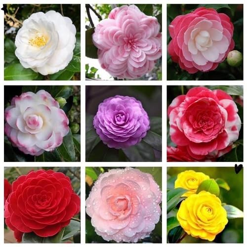 Mixed Camellia Flower - Heirloom, Non - Gmo Seeds