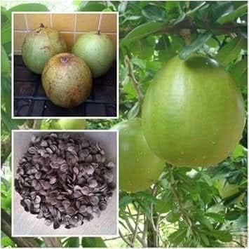 Green Crescentia Cujete Fruit Seeds  Exotic Tropical Tree for Your Yard
