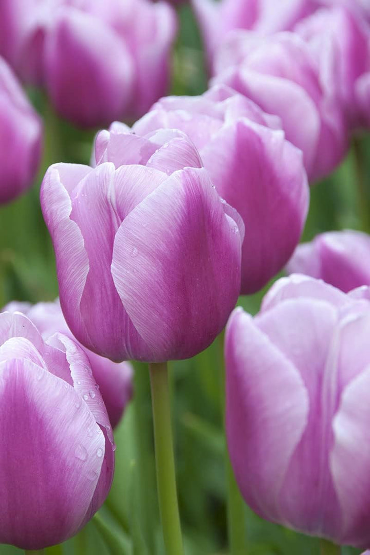 Lavender Shade Tulip Flower Seeds for Planting – Vibrant Blooms, Non-GMO, Heirloom Seeds