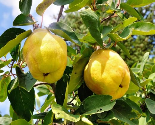 Yellow Quince Fruit - Heirloom, Non - Gmo Seeds