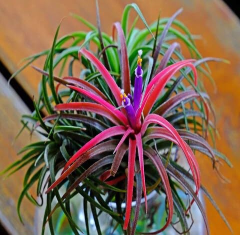Mixed Tillandsia - Heirloom, Non - Gmo Seeds