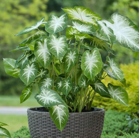 Green White Caladium - Heirloom, Non - Gmo Seeds