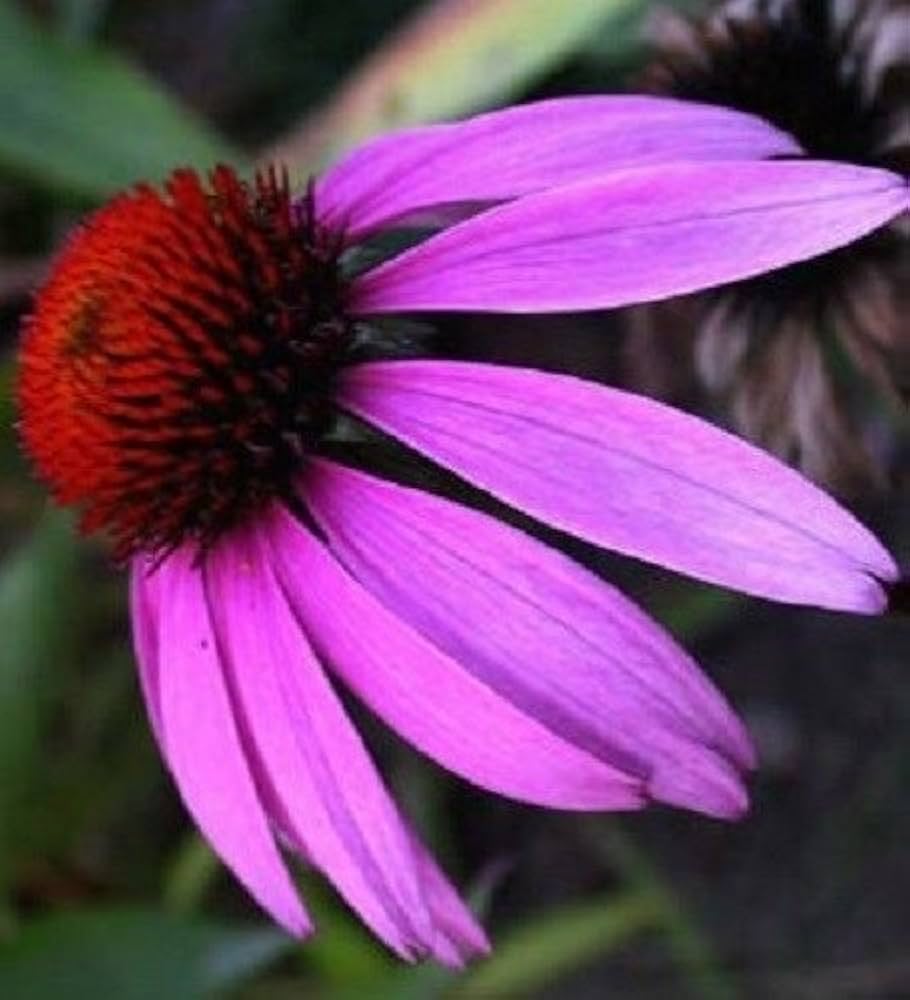 Echinacea Echinacea purpurea for planting in flower bed