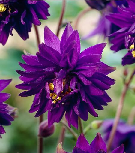 Purple Aquilegia Flower