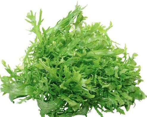 King Endive Lettuce Seeds, Fresh, Seeds