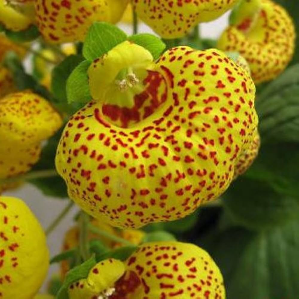Calceolaria Slipper Flower Seeds for Planting