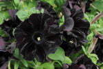 Black Cat Petunia Seeds for Planting - Heirloom, NON-GMO Flower Seeds - Perfect for Garden Blooms for planting in your garden.