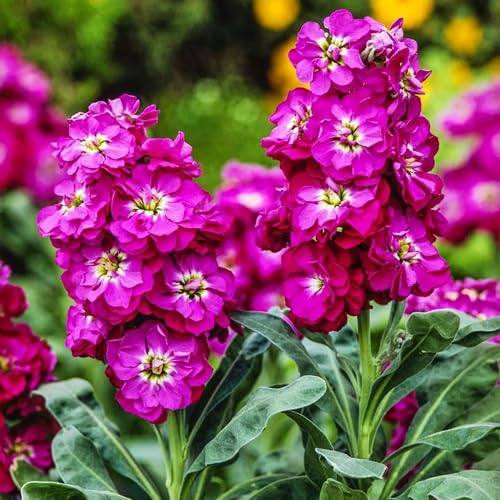Pink Matthiola Incana Flower - Heirloom, Non - Gmo Seeds