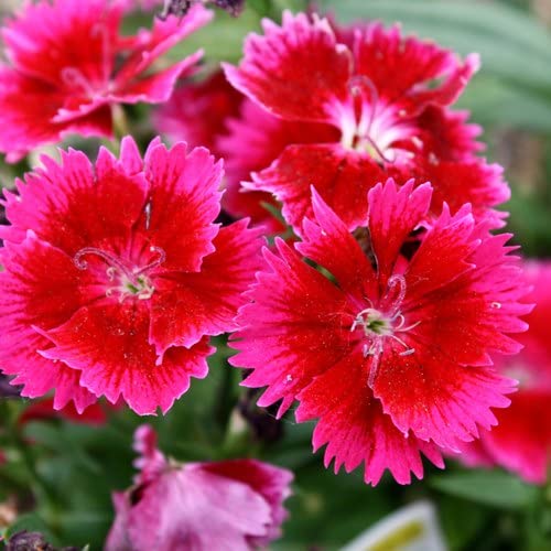 Mix Dianthus Seeds