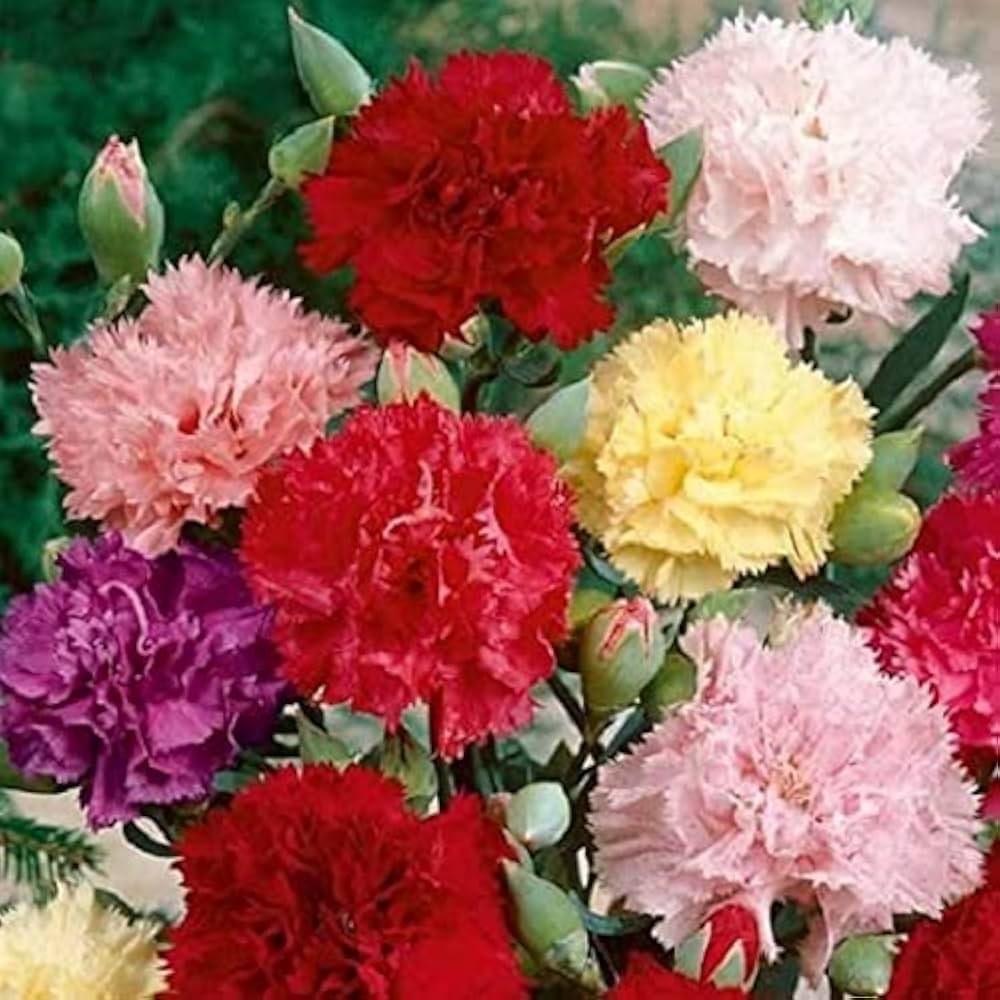 Carnation Dianthus caryophyllus flower seeds for vertical garden and backyard use