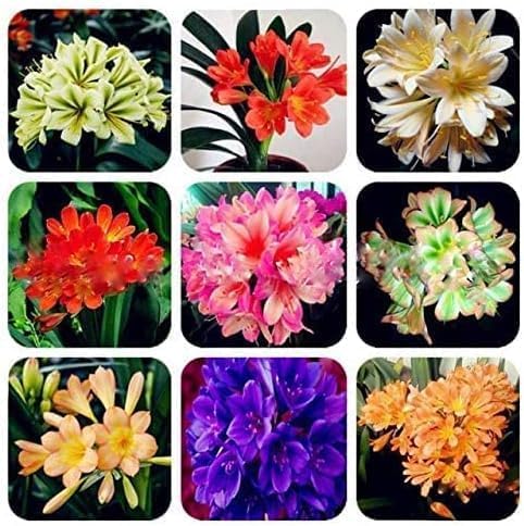 Mixed Clivia Clivia spp for planting in indoor garden