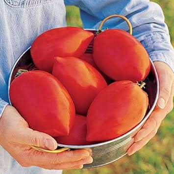 Huge Tomato Vegetable Seeds for Planting – Red Heirloom Variety