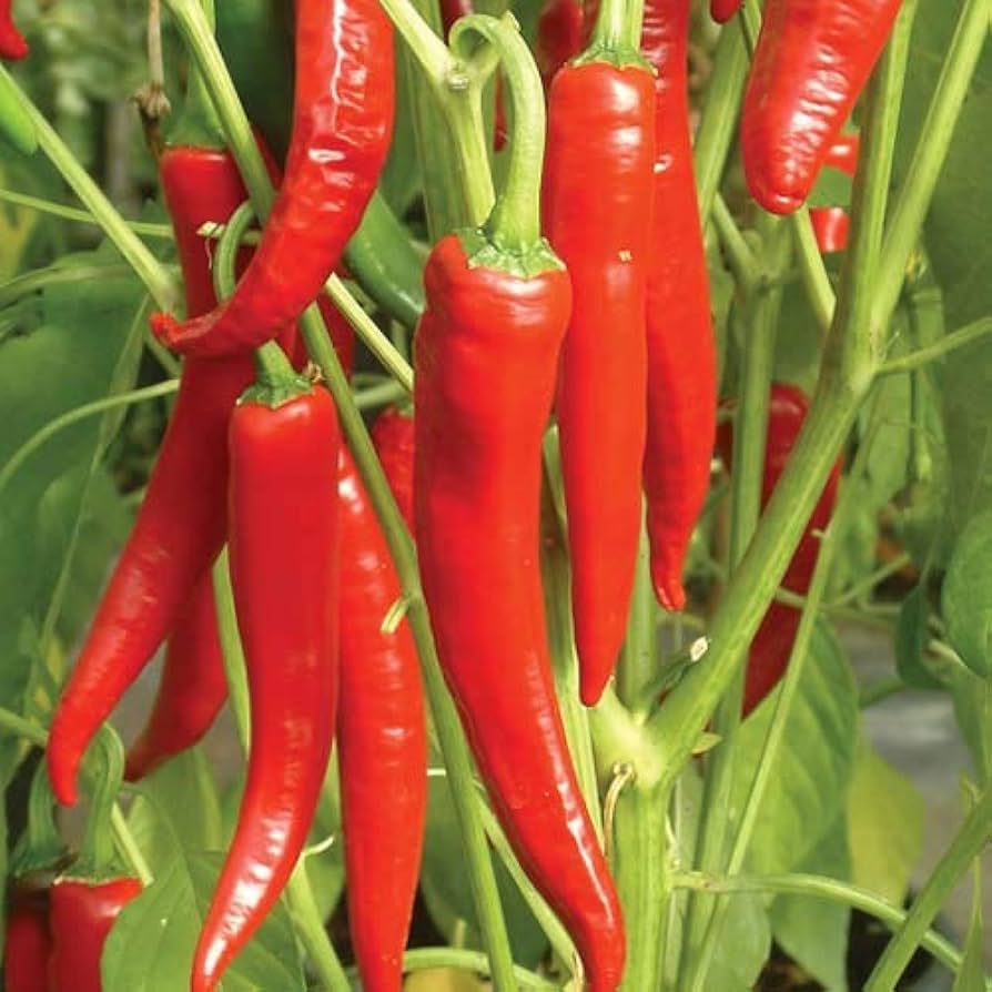 Fire Mix Pepper Seeds Heirloom Non-GMO High Germination Organic Garden Seeds