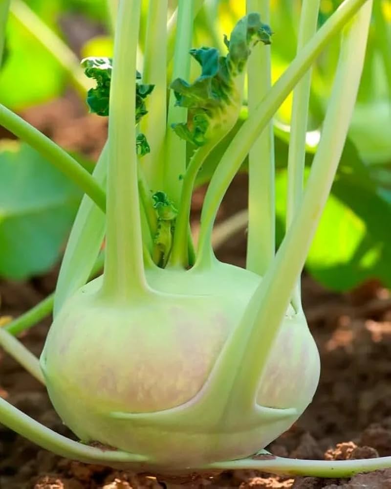 Konan Kohlrabi Seeds Heirloom Non-GMO High Germination Organic Garden Seeds