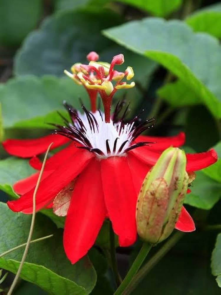 Bonsai Passion Flower Seeds Mix - Pieces of Types for Garden Planting