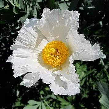 Coulteri Flower Seeds for Planting - NON GMO Seeds for planting in home garden