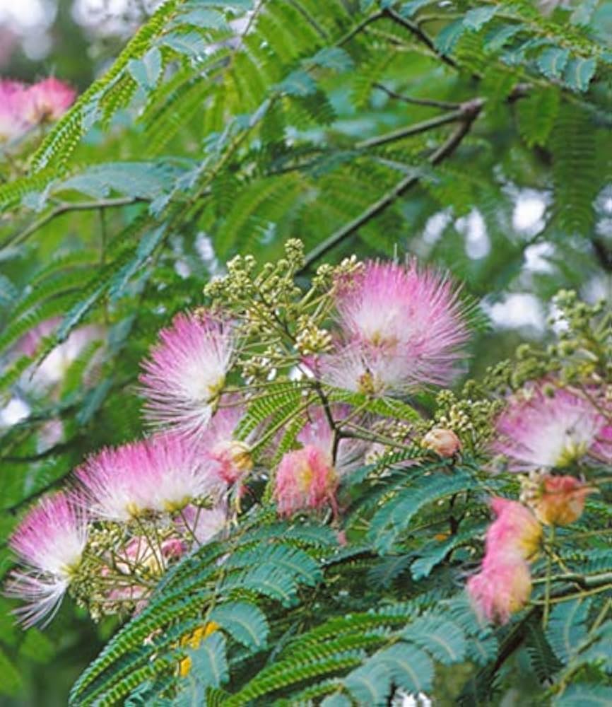 Albizia Silk Tree Albizia julibrissin Seeds for Planting - Ideal for Urban Garden & Flower Bed
