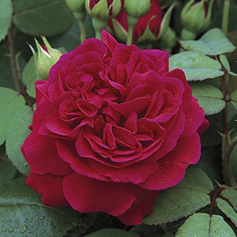 9 Colors of Chinese Rose Rosa chinensis Seeds for Planting in Flower Bed and Garden