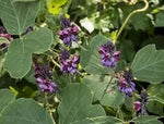 "kudzu-fast-growing-pueraria-lobata-groundcover-plant-seeds"

