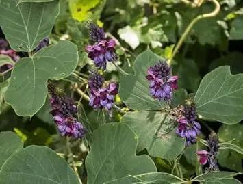 "kudzu-fast-growing-pueraria-lobata-groundcover-plant-seeds"

