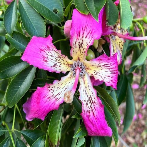Pink Chorisia Flower - Heirloom, Non - Gmo Seeds